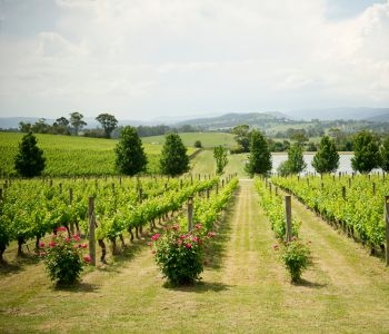 L'agroforesterie en viticulture