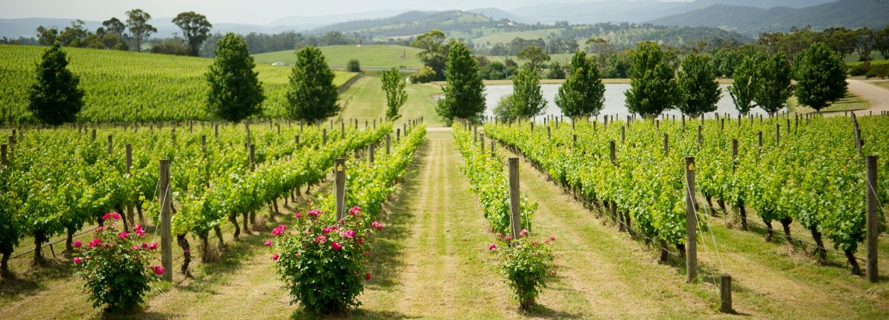 L'agroforesterie en viticulture