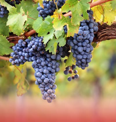ATELIER:Les vins bio et nature : mthodes et enjeux
