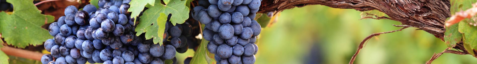 Les vins bio et nature : mthodes et enjeux