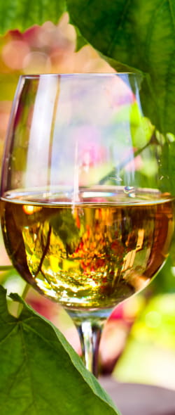 Les vins bio et nature